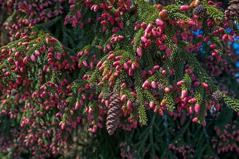Blossoms of a Caucasian spruce (Picea orientalis), Bavaria, Germany, Europe