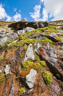 Yellow mountain saxifrage (Saxifraga aizoides) blooming in the mountains at Hochalpenstrasse,