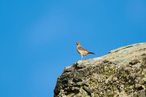 Water pipit (Anthus spinoletta) in the mountains at Hochalpenstrasse, Kaernten, Austria, Europe
