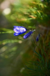 Earleaf bellflower (Campanula cochleariifolia) blooming in the mountains at Hochalpenstrasse,