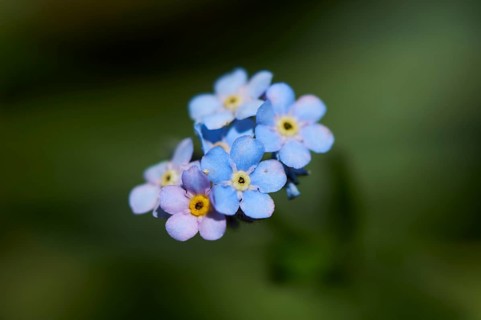 Wood forget-me-not (Myosotis sylvatica) blooming in the mountains at Hochalpenstrasse, Pinzgau,