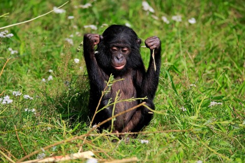 Bonobo, bonobo (Pan Paniscus), young animal, feeding, sitting, meadow, Great ape, Primate,