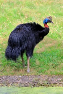 Northern cassowary (Casuarius unappendiculatus), adult, foraging, captive, Papua New Guinea,
