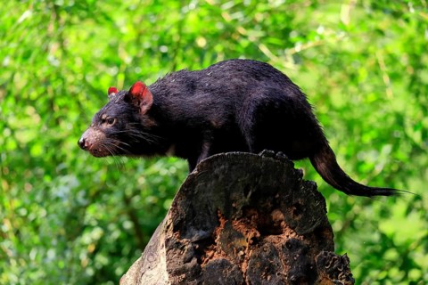 Tasmanian devil (Sarcophilus harrisii), adult, vigilant, on tree trunk, captive, Tasmania,