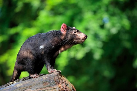 Tasmanian devil (Sarcophilus harrisii), adult, vigilant, on tree trunk, captive, Tasmania,