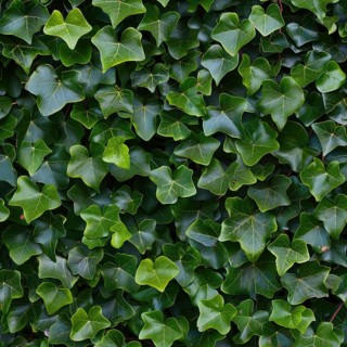 Seamless pattern of ivy leaves climbing a wall AI generated