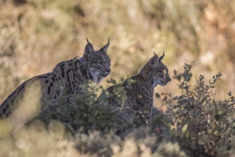 Iberian lynx female with young animal, Iberian lynx (Lynx pardinus), Extremadura, Castilla La