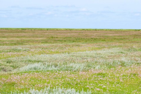 Salt marshes with many Sea thrift (Armeria maritima), also known as Lady's Cushion, Flower of the