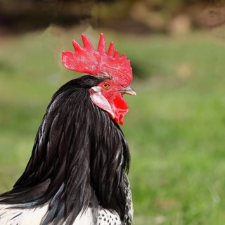Domestic Chicken (Gallus gallus domesticus), cock in a meadow, animal portrait, Hesse, Germany,