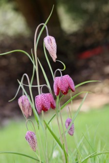 Snake's Head Fritillary (Fritillaria meleagris), flowers in a meadow, inflorescence, early bloomer,