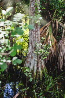 Kirby Storter Roadside Park, Tamiami Trail East, Ochopee, Everglades, Florida, USA, North America