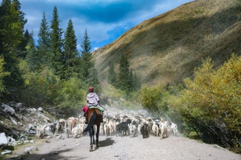 Riders driving a large flock of sheep on the road, Karkyra valley, Tuep rayon, Kyrgyzstan, Asia