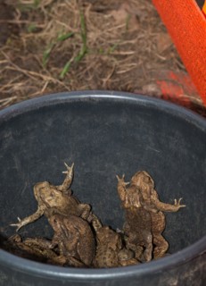 Common toads (Bufo Bufo), males, females, pairs in amplexus and single animals in a bucket next to