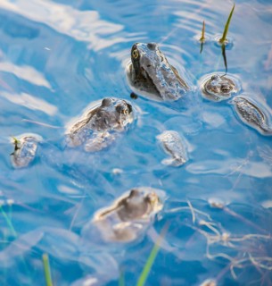 Common frog (Rana temporaria), amphibian of the year 2018, several animals swimming in a pond with