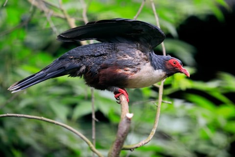 Papuan mountain pigeon (Gymnophaps albertisii), naked-eyed pigeon, Papua mountain pigeon, adult,