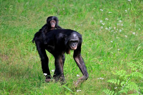 Bonobo, bonobo (Pan Paniscus), female, adult, young animal, foraging, Great ape, Primate,