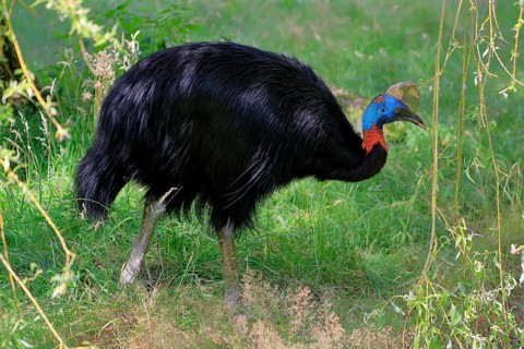 Northern cassowary (Casuarius unappendiculatus), adult, foraging, captive, Papua New Guinea,