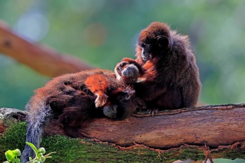 Coppery titi (Plecturocebus cupreus), adult, female, young animal, grooming, on tree, three