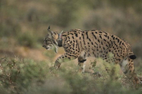 Pardell Lynx female, Iberian Lynx (Lynx pardinus), Extremadura, Castilla La Mancha, Spain, Europe