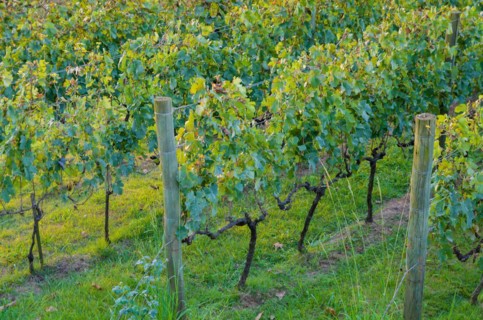 Vineyard of grapes in the Vale dos Vinhedos in Bento Goncalves, a gaucho wine