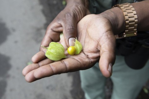 Men's hands showing a Physalis fruit or bladder cherry or Andean berry, Kerala, India, Asia