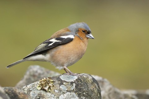 Eurasian chaffinch (Fringilla coelebs) adult male bird on a stone wall, England, United Kingdom,