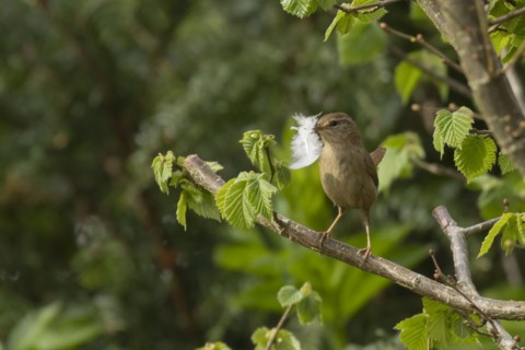 European wren (Troglodytes troglodytes) adult bird with a feather for nesting material in its beak