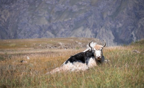 Yak lying in the meadow, Kyrgyzstan, Asia