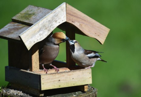 Hawfinch (Coccothraustes coccothraustes) during mating feeding in the bird house in spring