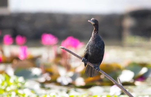 Great Cormorant (Phalacrocorax carbo) sitting on a branch, pink flowers behind, Backwaters,