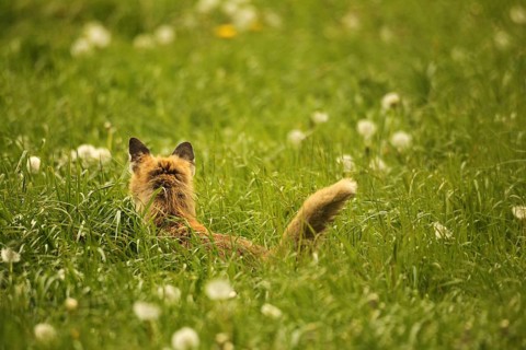 Fox (Vulpes vulpes) looking for fawns (Capreolus capreolus) in tall grass with faded common