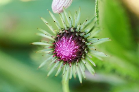 Alpine thistle (Carduus defloratus) blooming in the mountains at Hochalpenstrasse, Pinzgau,