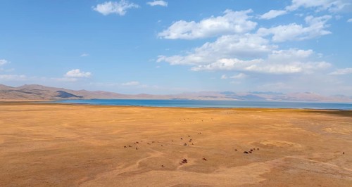 Herd of horses, Aerial view, Vast empty landscape at the mountain lake Song Kul in autumn, Moldo