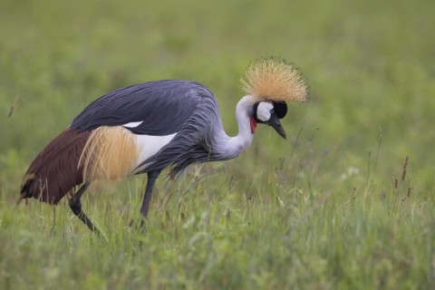 Crowned crane (Balearica regulorum), Ngorongoro Crater, Tanzania, Africa