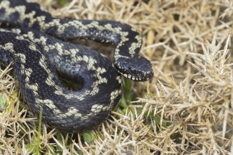 European adder (Vipera berus) adult snake basking on a gorse bush, England, United Kingdom, Europe