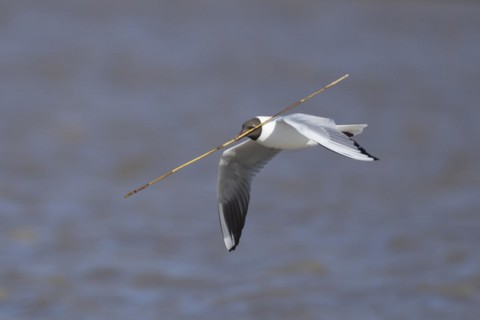 Black headed gull (Chroicocephalus ridibundus) adult bird in flight carrying nesting material in