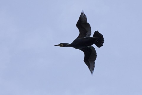 Cormorant in flight (Phalacrocorax carbo), Geltinger Birch, Goldhoeft, Nieby, Schlei,