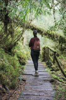 Valdivian temperate forest, Queulat National Park, Carretera Austral, Aysen del General Carlos