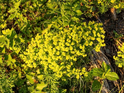 Cypress Spurge (Euphorbia cyparissias), Leoben, Styria, Austria, Europe