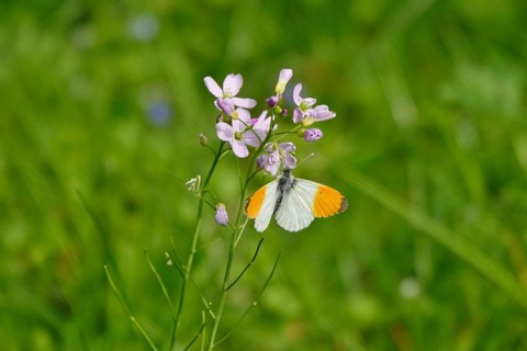 Orange tip butterfly, Spring, Germany, Europe