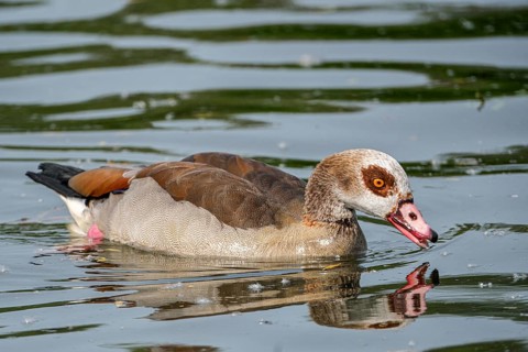 Egyptian geese (Alopochen aegyptiaca) in the River Main, Offenbach am Main, Hesse, Germany, Europe