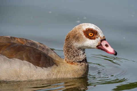 Egyptian geese (Alopochen aegyptiaca) in the River Main, Offenbach am Main, Hesse, Germany, Europe