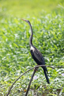 Oriental Darter (Anhinga melanogaster), Backwaters, Kumarakom, Kerala, India, Asia