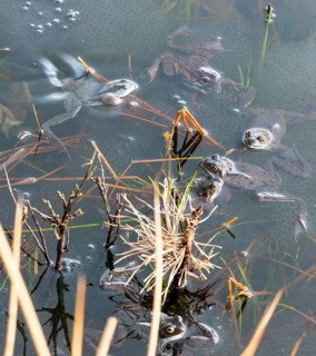 Common frog (Rana temporaria), amphibian of the year 2018, several frogs swimming in a pond with
