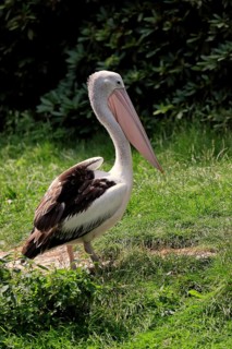 American white pelican (Pelecanus erythrorhynchos), on ground, captive, USA, North America