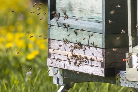 Beehive with flying bees, spring in the Swabian Alb, Weilheim an der Teck, Baden-Wuerttemberg,
