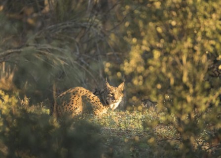Pardell Lynx female, Iberian Lynx (Lynx pardinus), Extremadura, Castilla La Mancha, Spain, Europe
