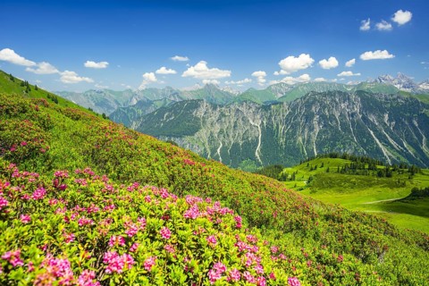 Alpine rose blossom, panorama from Fellhorn, behind it the Allgaeu Alps, Allgaeu, Bavaria, Germany,