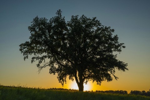 Old English oak (Quercus robur), Swabian Alb, Baden-Wuerttemberg, Germany, Europe