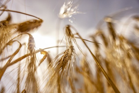 Golden, light-flooded barley field with breaking sunbeams and dramatic clouds in the sky from a